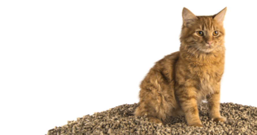 charakterystyka_sciolki